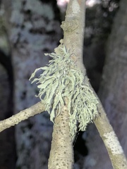 Ramalina