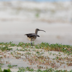 Numenius phaeopus hudsonicus
