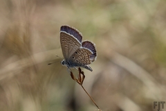 Hemiargus ceraunus astenidas