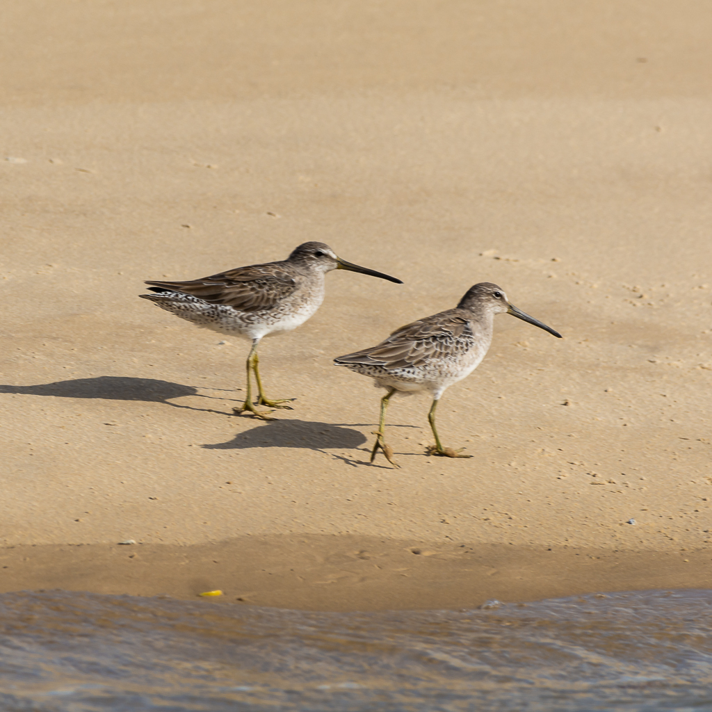 Short-billed Dowitcher