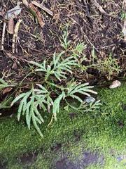 Lycopodium volubile