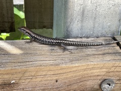 Concinnia tenuis