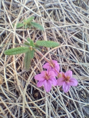 Thomasia petalocalyx