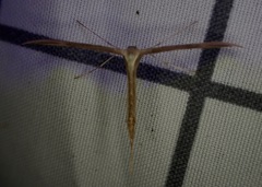 Emmelina monodactyla