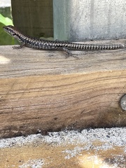 Concinnia tenuis