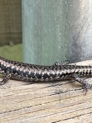 Concinnia tenuis