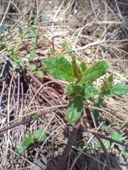 Thomasia petalocalyx