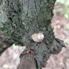 Cyclophorus martensianus