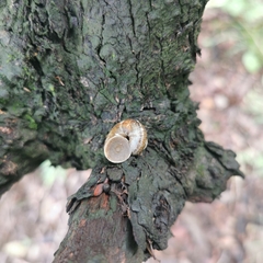 Cyclophorus martensianus