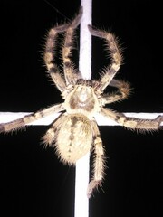 Polybetes pythagoricus