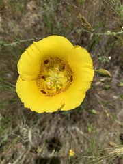 Calochortus luteus