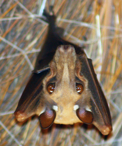Epomophorus gambianus