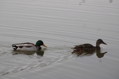 Anas platyrhynchos platyrhynchos