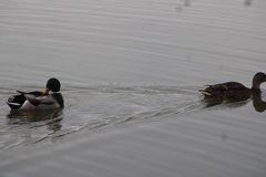 Anas platyrhynchos platyrhynchos