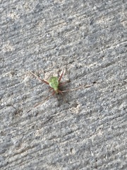 Creontiades rubrinervis