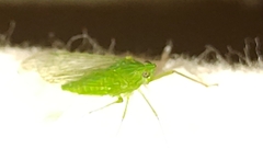 Dictyopharidae