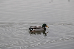 Anas platyrhynchos platyrhynchos