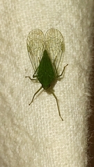 Dictyopharidae