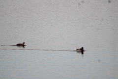 Anas platyrhynchos platyrhynchos