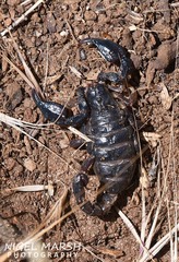 Urodacus manicatus