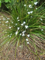 Libertia