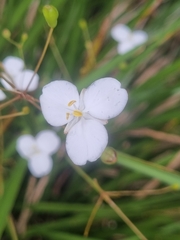 Libertia