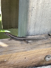 Concinnia tenuis