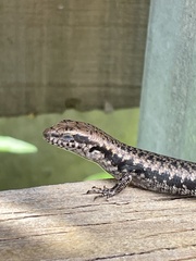 Concinnia tenuis