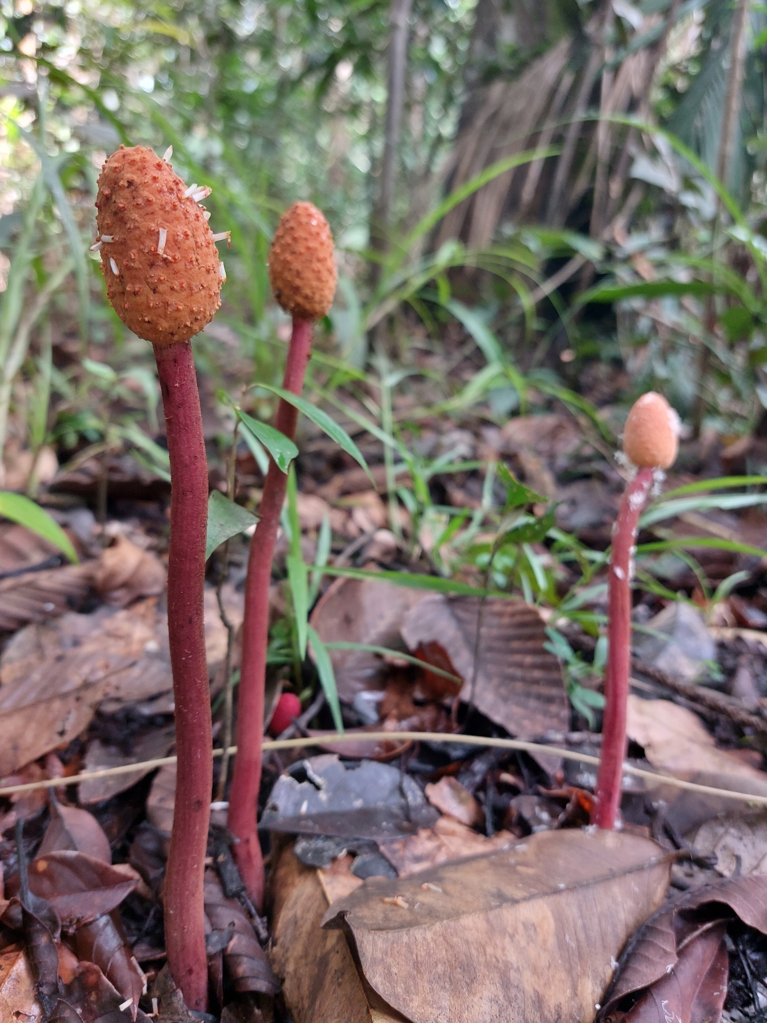 Helosis cayennensis