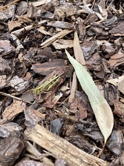 Chortoicetes terminifera