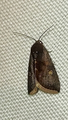 Micrathetis canifimbria