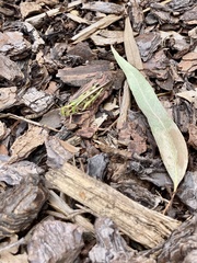 Chortoicetes terminifera