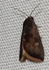 Micrathetis canifimbria