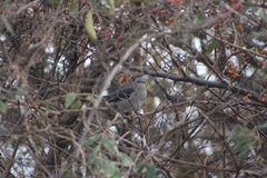 Mimus polyglottos polyglottos