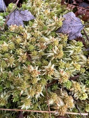 Sphagnum
