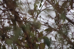 Mimus polyglottos polyglottos