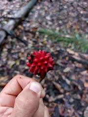 Duguetia