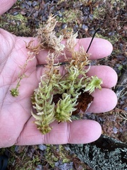 Sphagnum
