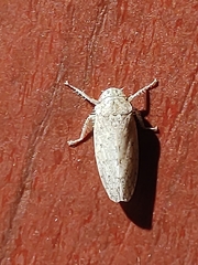 Curtara