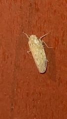 Curtara