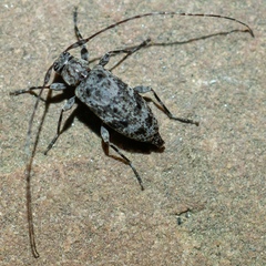 Eutrichillus pini