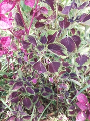 Coleus scutellarioides
