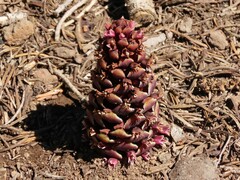 Kopsiopsis strobilacea