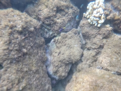 Labroides phthirophagus