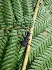 Odontocheila
