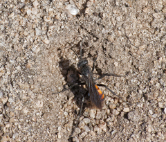 Anoplius viaticus