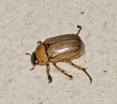 Anomala pallida