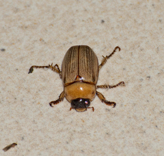 Anomala pallida