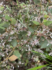 Lasiopetalum floribundum