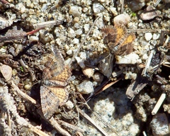 Epirrhoe plebeculata